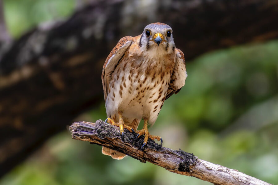 American Kestrel perched