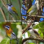 Updates to Caribbean Bird Taxonomy You’ll Want to Know About