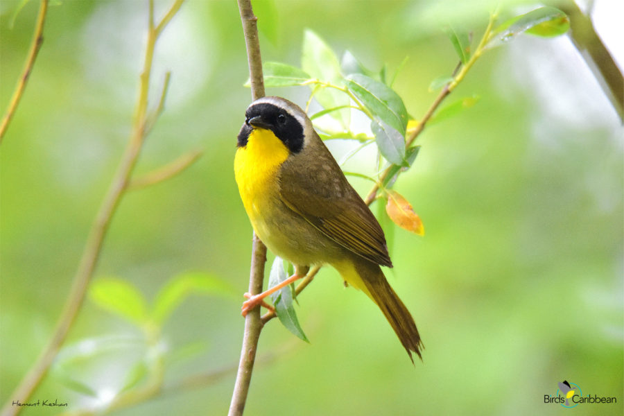 Breeding Male Common Yellowthroat