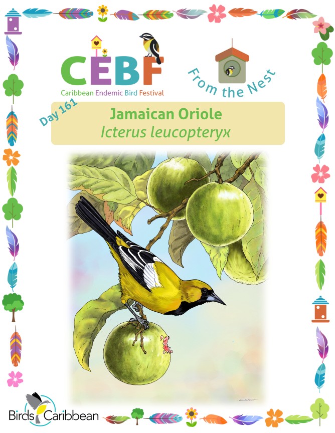 From the Nest – Day 161