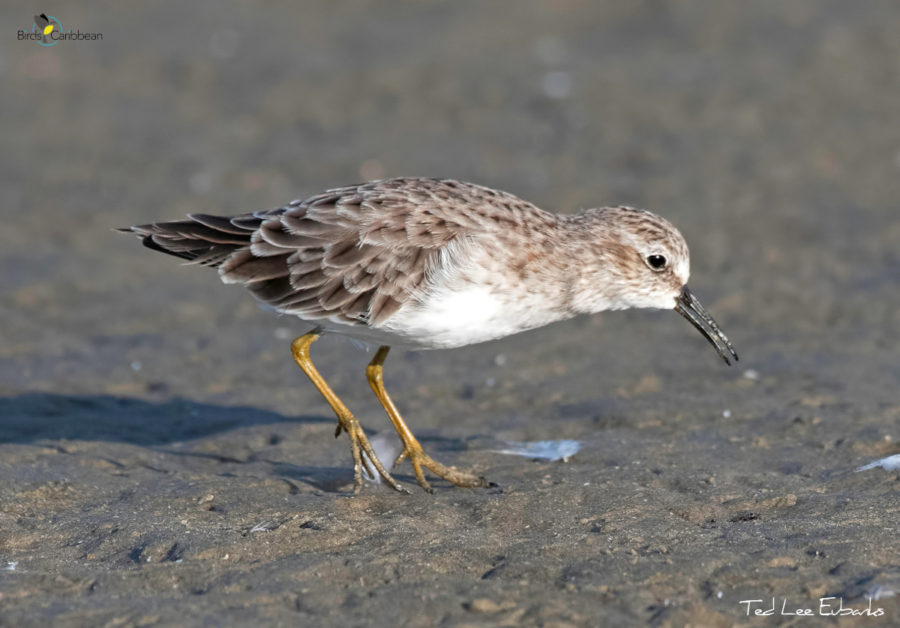 Least Sandpiper feeding on mud