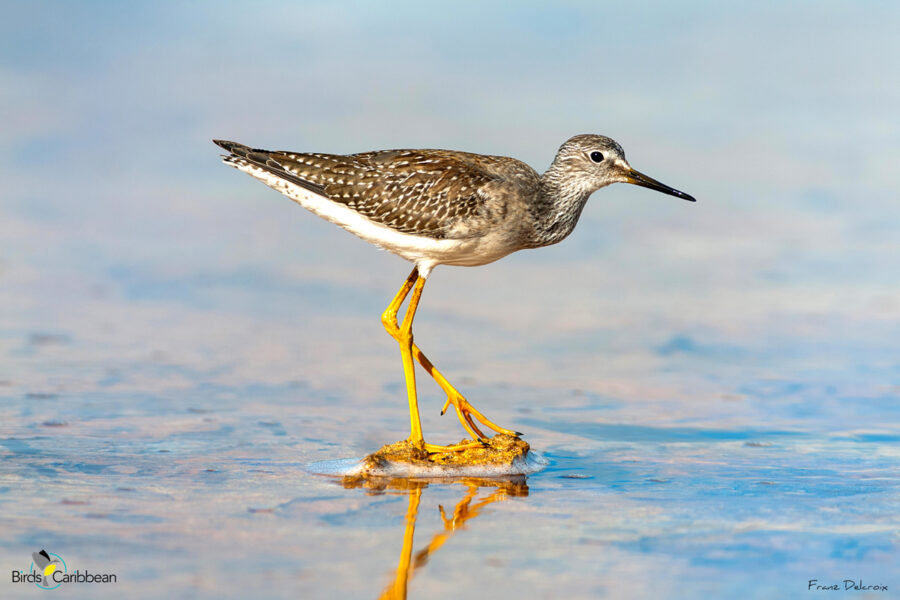 Lesser Yellowlegs