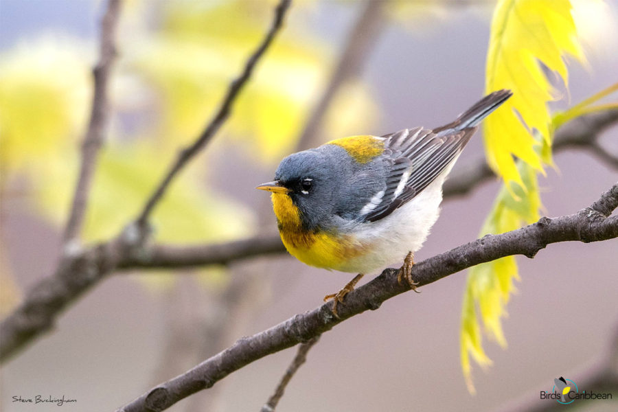 Male Northern Parula