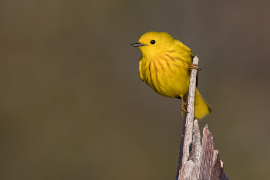 Male Northern Yellow Warbler