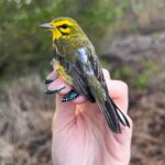 Prairie Warbler with a new Motus tag, attached via a harness, in Puerto Rico. (Photo by Holly Garrod)