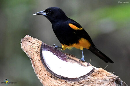 St. Lucia Oriole feeding on coconut 