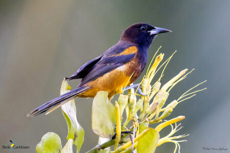 Juvenile St. Lucia Oriole