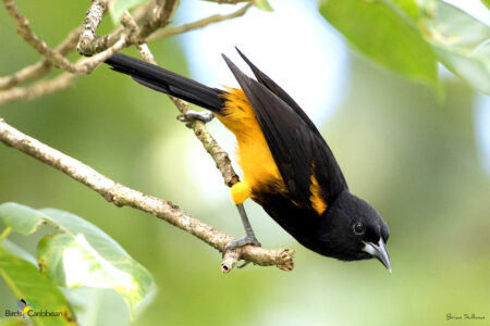 St. Lucia Oriole