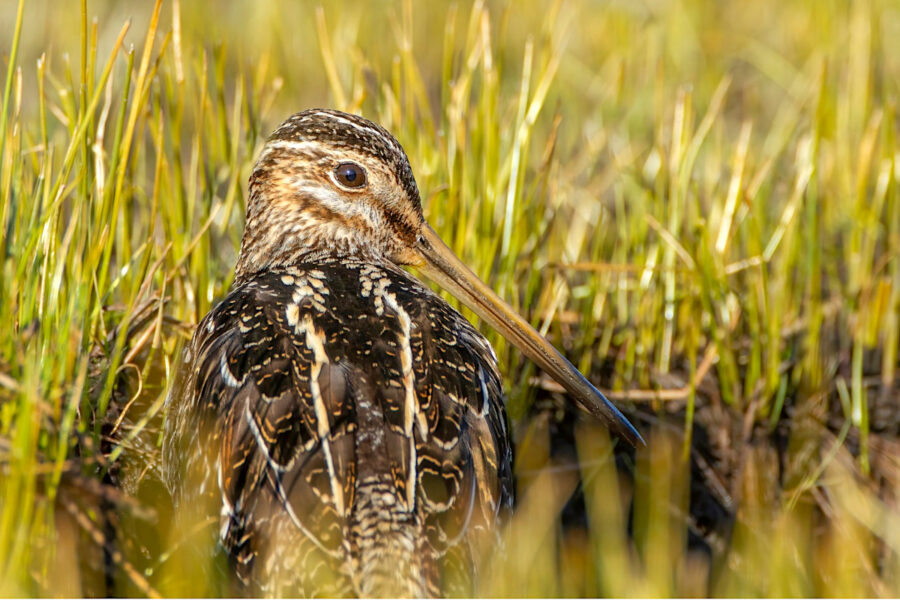 Wilsons' Snipe in grass